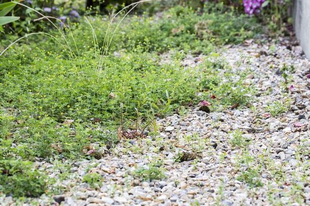 Expert's 'most effective' way to kill gravel weeds using two kitchen items