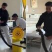 Giant seven-foot python as thick as man's arm found slithering around hospital ward