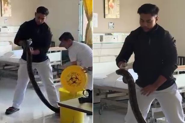 Giant seven-foot python as thick as man's arm found slithering around hospital ward