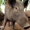 Hunt for feral pigs 'illegally dumped' in Highlands