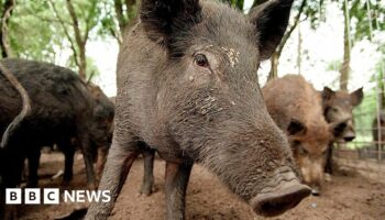 Hunt for feral pigs 'illegally dumped' in Highlands