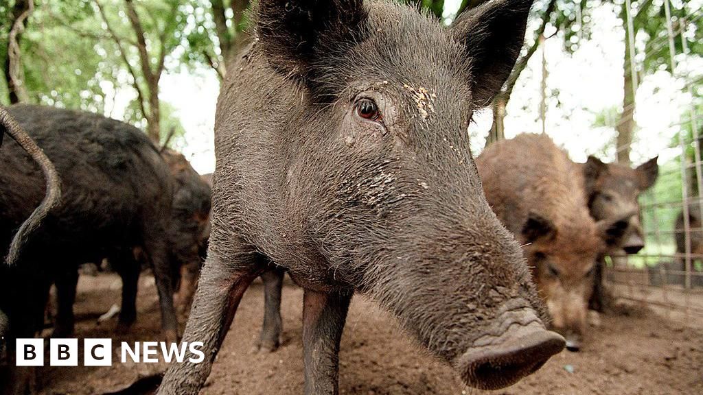 Hunt for feral pigs 'illegally dumped' in Highlands