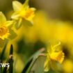 Hunt for rare daffodils that are slipping from history