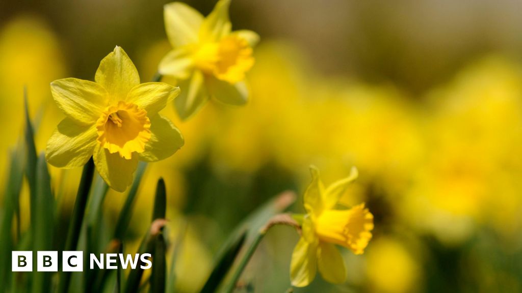 Hunt for rare daffodils that are slipping from history