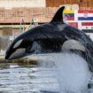 « Il y a urgence » : les orques de Marineland désormais attendues à Tenerife