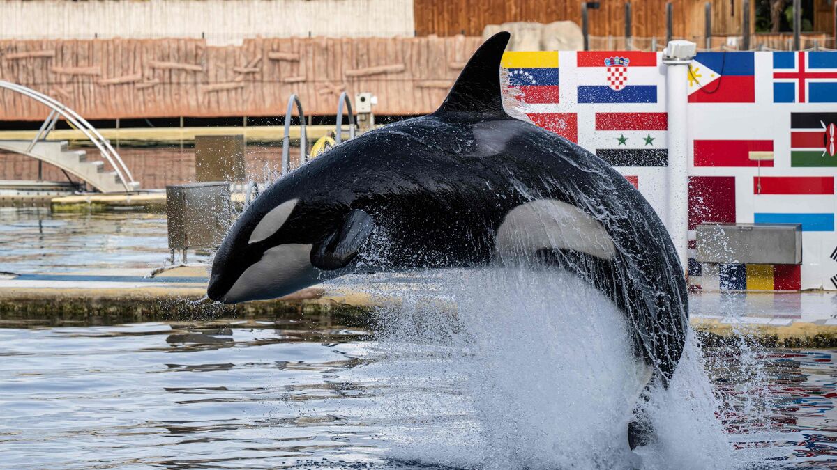 « Il y a urgence » : les orques de Marineland désormais attendues à Tenerife