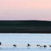 La dana y el peor estado de los humedales del sur empuja a las aves acuáticas a los del norte