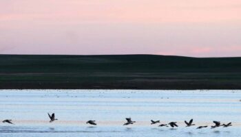 La dana y el peor estado de los humedales del sur empuja a las aves acuáticas a los del norte