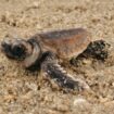 La danse magnétique de la tortue caouanne