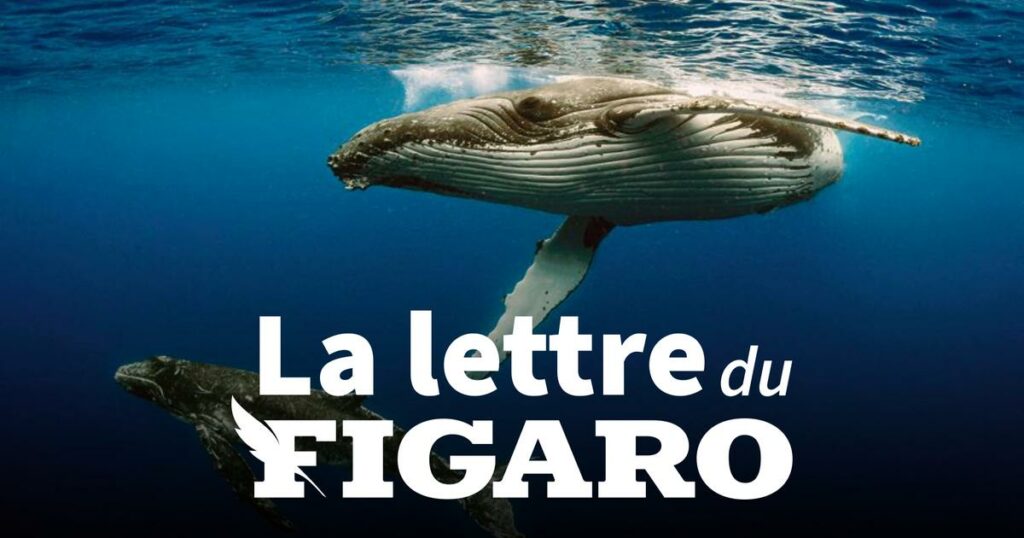 La lettre du Figaro du 7 février 2025