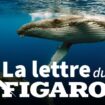 La lettre du Figaro du 7 février 2025