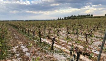 Las indemnizaciones del seguro agrario para los agricultores y ganaderos ascienden a 84,8 millones de euros en 2024