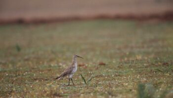 Le courlis à bec grêle, récit d’une extinction bientôt officielle, trente ans après la dernière photo