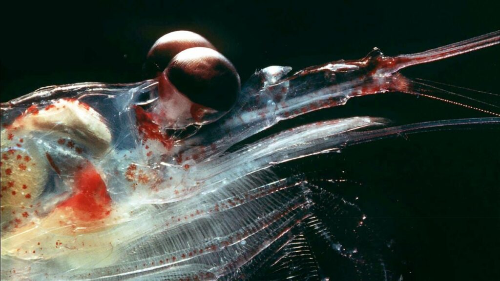 Le krill, «petit héros méconnu» de l'océan Austral, est surveillé depuis l'espace