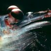 Le krill, «petit héros méconnu» de l'océan Austral, est surveillé depuis l'espace