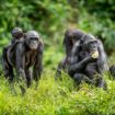 Les bonobos savent déceler notre ignorance et nous apporter de l'aide