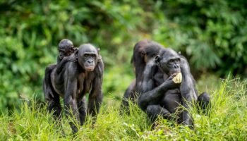 Les bonobos savent déceler notre ignorance et nous apporter de l'aide