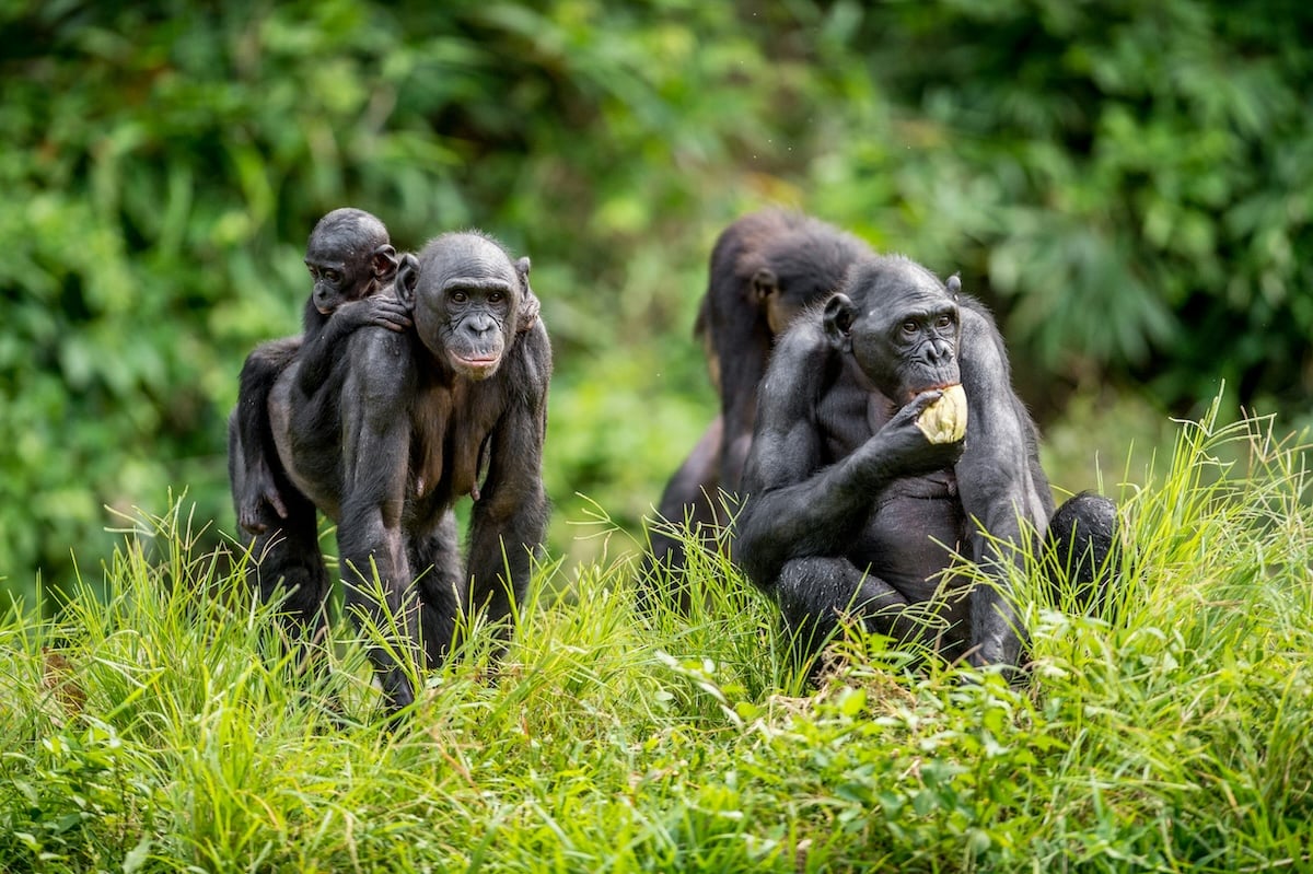 Les bonobos savent déceler notre ignorance et nous apporter de l'aide