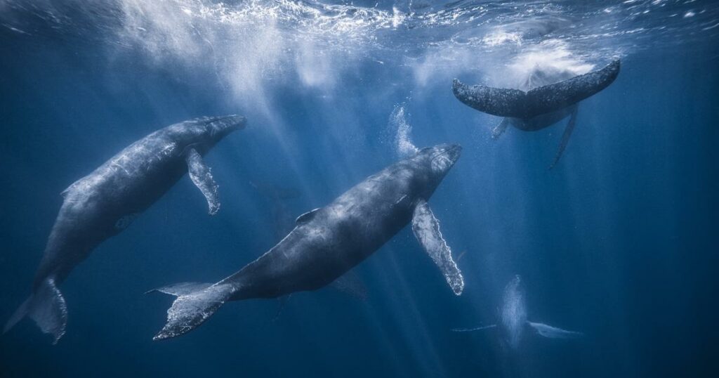 Les étonnantes similitudes entre le chant des baleines et le langage humain