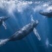 Les étonnantes similitudes entre le chant des baleines et le langage humain