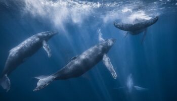 Les étonnantes similitudes entre le chant des baleines et le langage humain