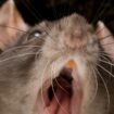 Millions of rats are 'taking over world' as 16 major cities tackle 'rodent wars'