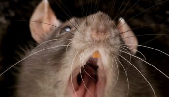 Millions of rats are 'taking over world' as 16 major cities tackle 'rodent wars'