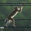 Minister blames monkey for Sri Lanka nationwide power cut