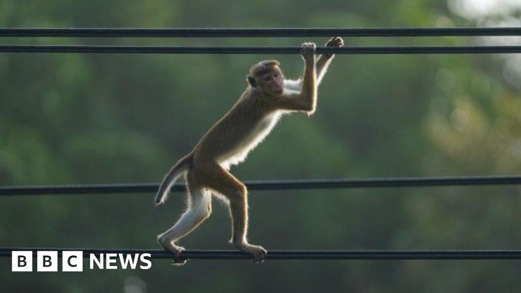 Minister blames monkey for Sri Lanka nationwide power cut