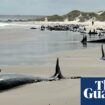 More than 150 whales stranded on beach in remote north-western Tasmania