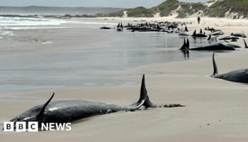 More than 150 whales stranded on remote Australian beach