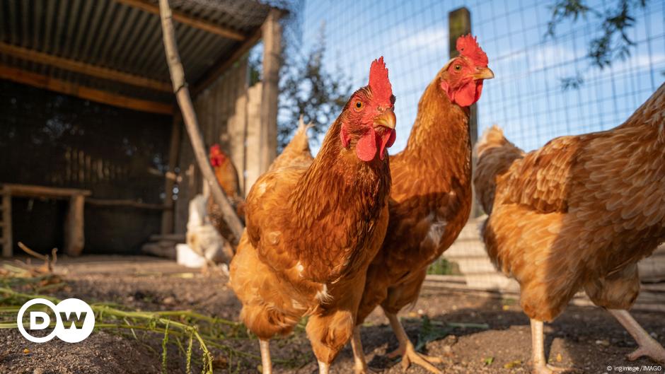 New York City shuts live poultry markets over bird flu cases