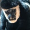 Obtiendrez-vous un sans-faute à ce quiz sur les primates ?