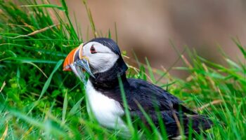 Oil and chemical pollution hotspot map shows heartbreaking extent of damage to wildlife