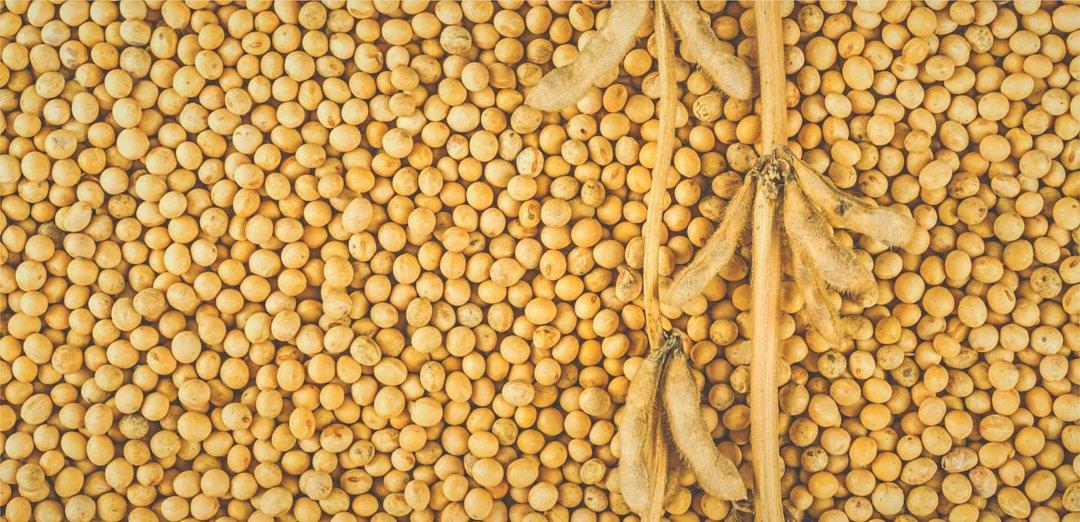 Brazil on ‍track for record soyabean production while Argentina’s yield expected‍ to fall -​ Oils & Fats International