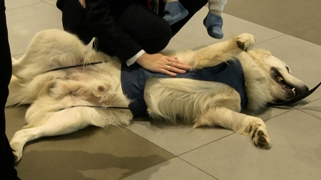 Peur de l'avion ? L'aéroport de Skopje a tout prévu… même un chien !