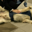 Peur de l'avion ? L'aéroport de Skopje a tout prévu… même un chien !