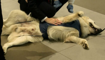 Peur de l'avion ? L'aéroport de Skopje a tout prévu… même un chien !