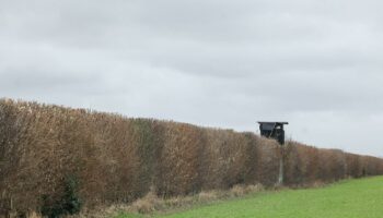 Pour les haies, un texte de loi sur la gestion durable adopté au Sénat mais un budget en forte baisse