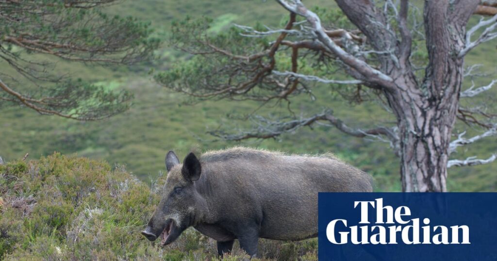 Rangers search for feral pigs thought to have been released in Cairngorms