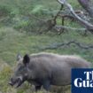 Rangers search for feral pigs thought to have been released in Cairngorms