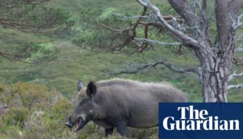 Rangers search for feral pigs thought to have been released in Cairngorms