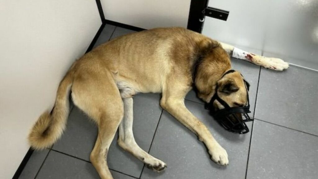 Seine-et-Marne : un chien maltraité signalé par une clinique vétérinaire