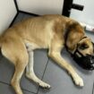 Seine-et-Marne : un chien maltraité signalé par une clinique vétérinaire