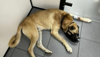 Seine-et-Marne : un chien maltraité signalé par une clinique vétérinaire