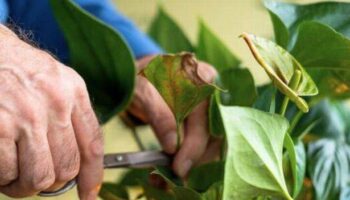 Stop peace lily leaves going brown by avoiding simple mistake many make