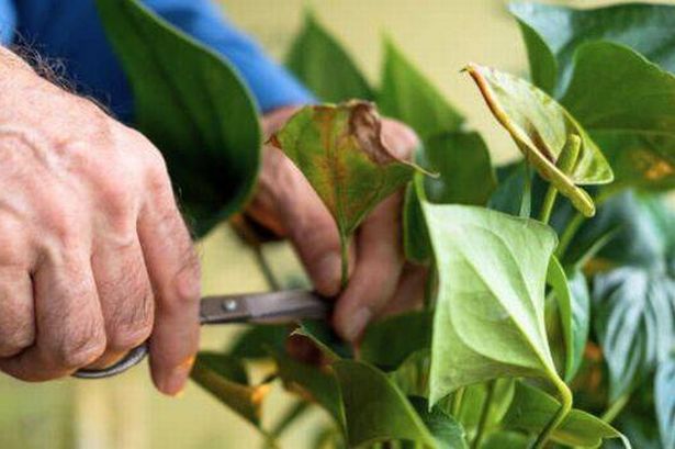 Stop peace lily leaves going brown by avoiding simple mistake many make