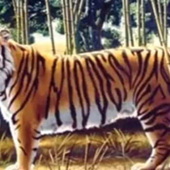 Suchbild: Augentest: Hier hat sich ein zweiter Tiger im Bild versteckt – wo ist er?