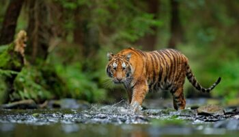 Surprise : en Thaïlande, découverte de trois tigreaux du Bengale dans un parc national