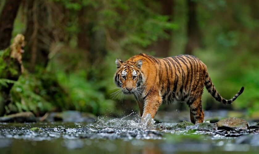 Surprise : en Thaïlande, découverte de trois tigreaux du Bengale dans un parc national